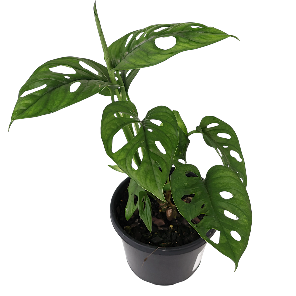 Monstera Obliqua Var Expilata 130mm