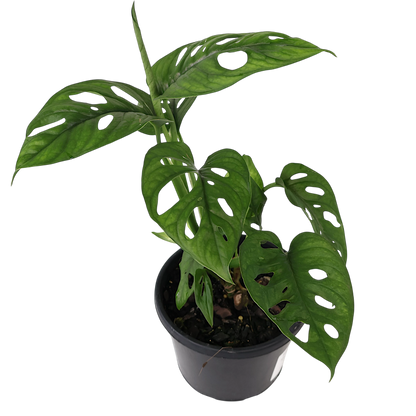 Monstera Obliqua Var Expilata 130mm