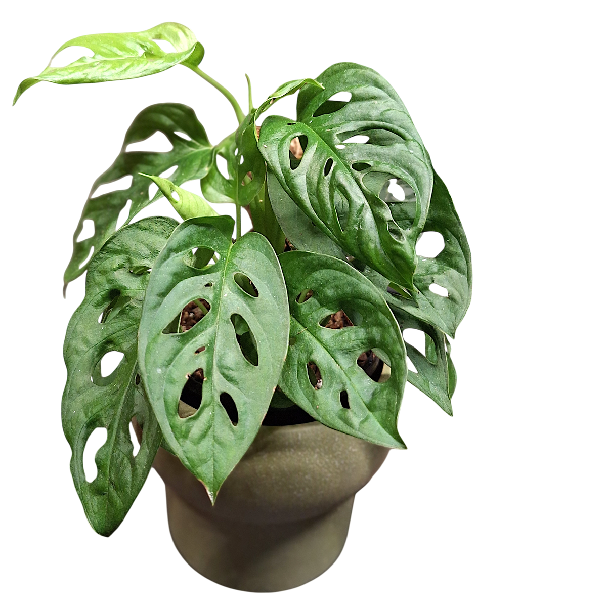 Monstera Obliqua Var Expilata 130mm