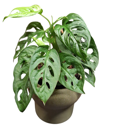 Monstera Obliqua Var Expilata 130mm
