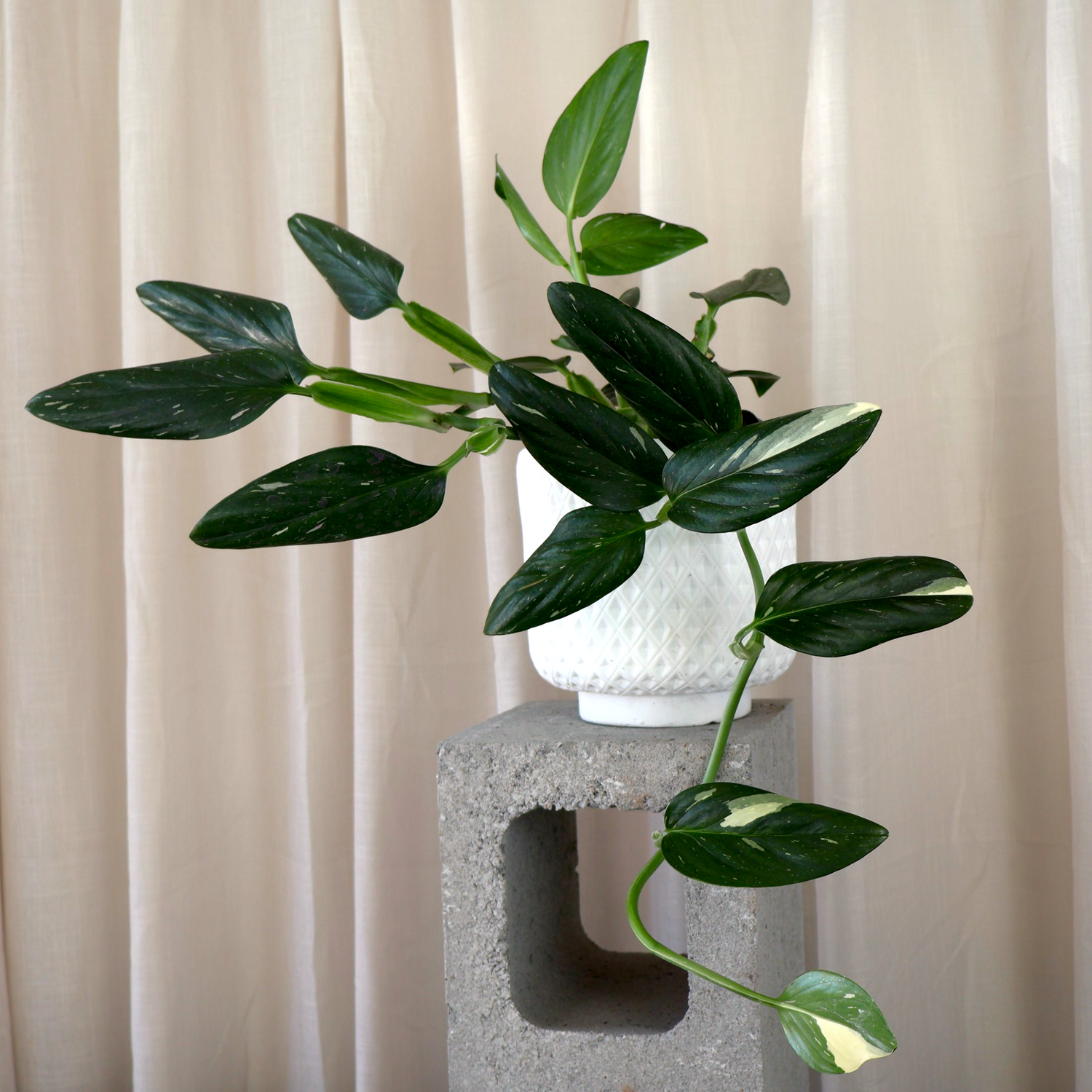 Monstera Standleyana Variegata 100mm