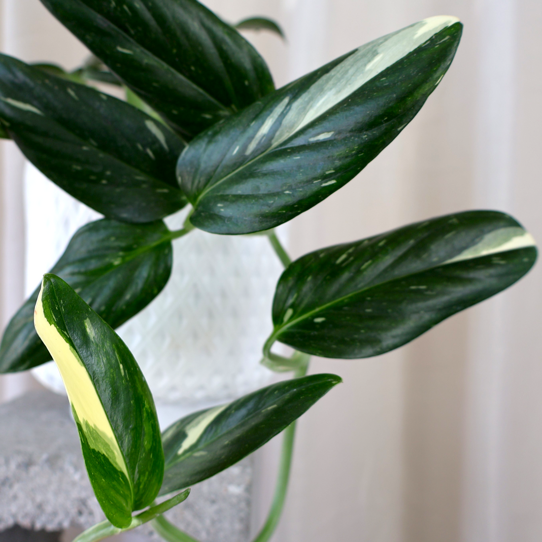 Monstera Standleyana Variegata 100mm