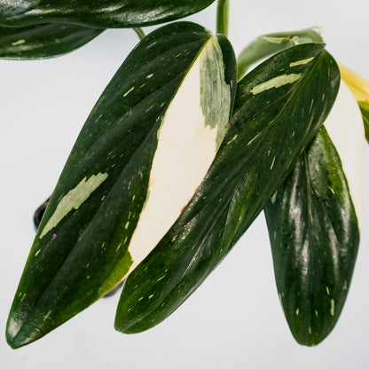 Monstera Standleyana Variegata 100mm