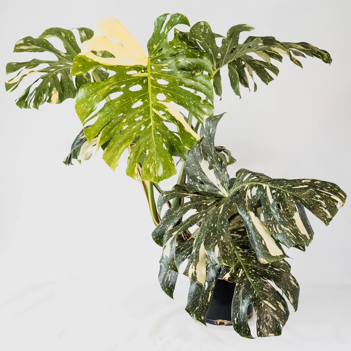 Monstera Thai Constellation 300mm