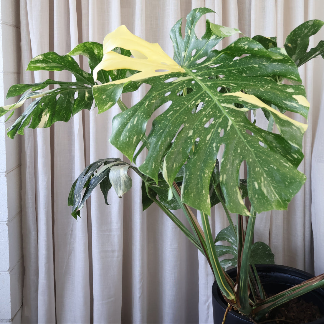 Monstera Thai Constellation 300mm