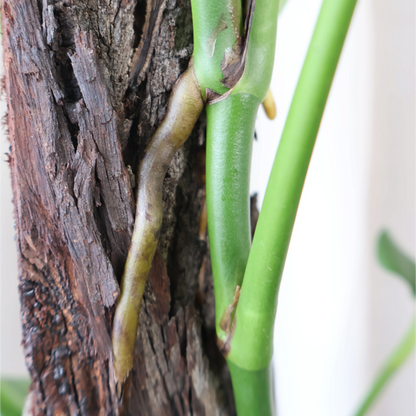 Monstera Uno Totem 200mm