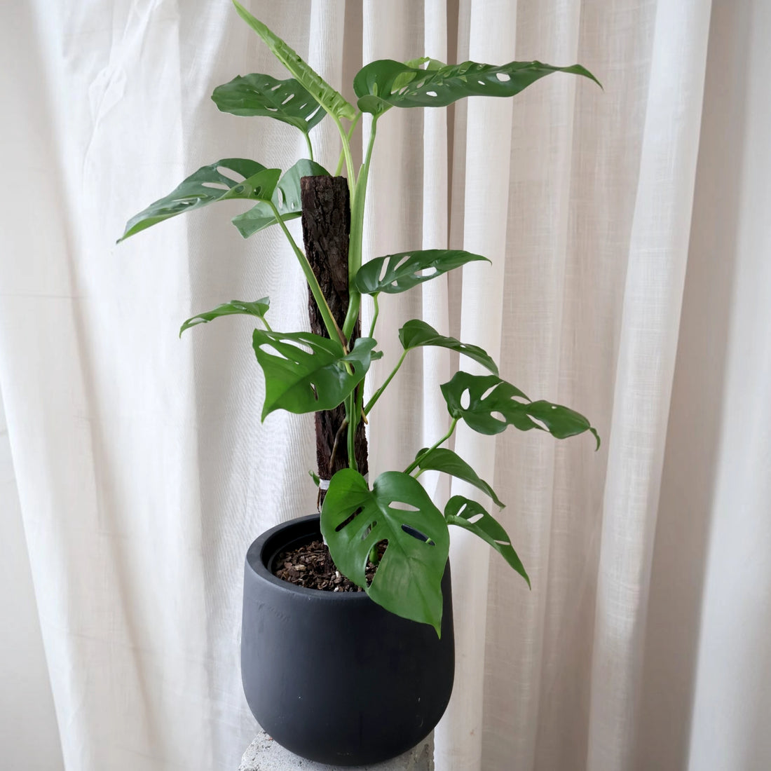 Monstera Uno Totem 200mm