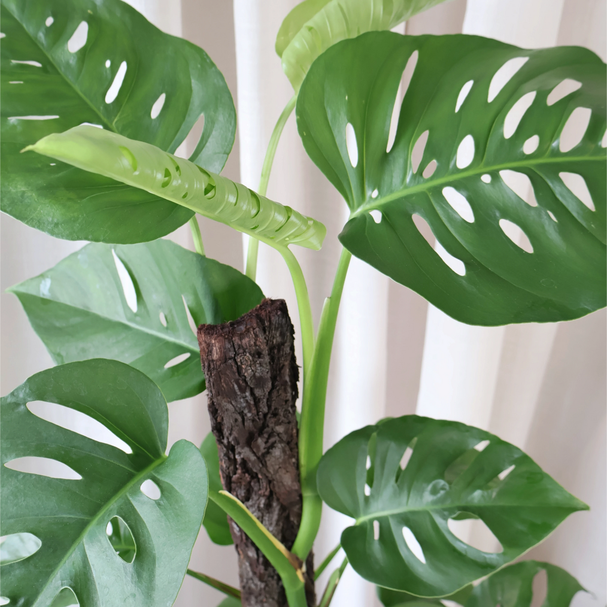 Monstera Uno Totem 200mm