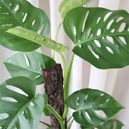 Monstera Uno Totem 200mm