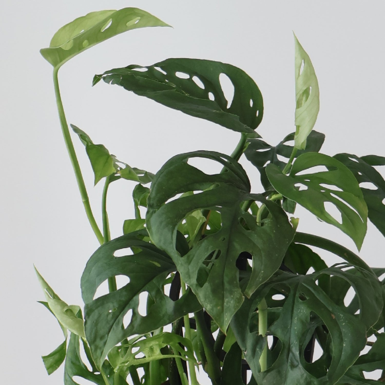 Monstera Adansonii - Swiss Cheese Plant 120mm