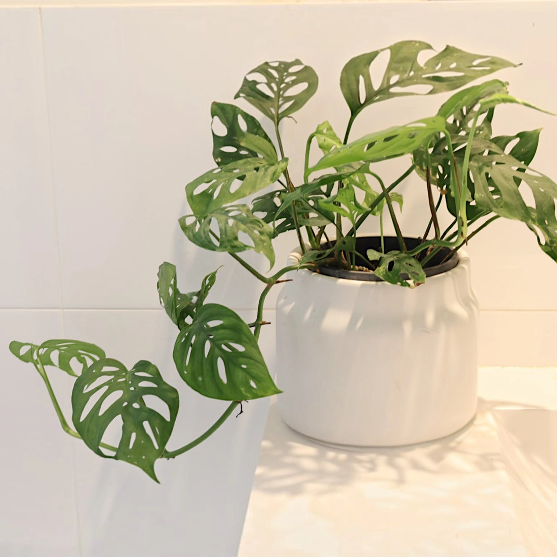 Monstera Adansonii - Swiss Cheese Plant 120mm