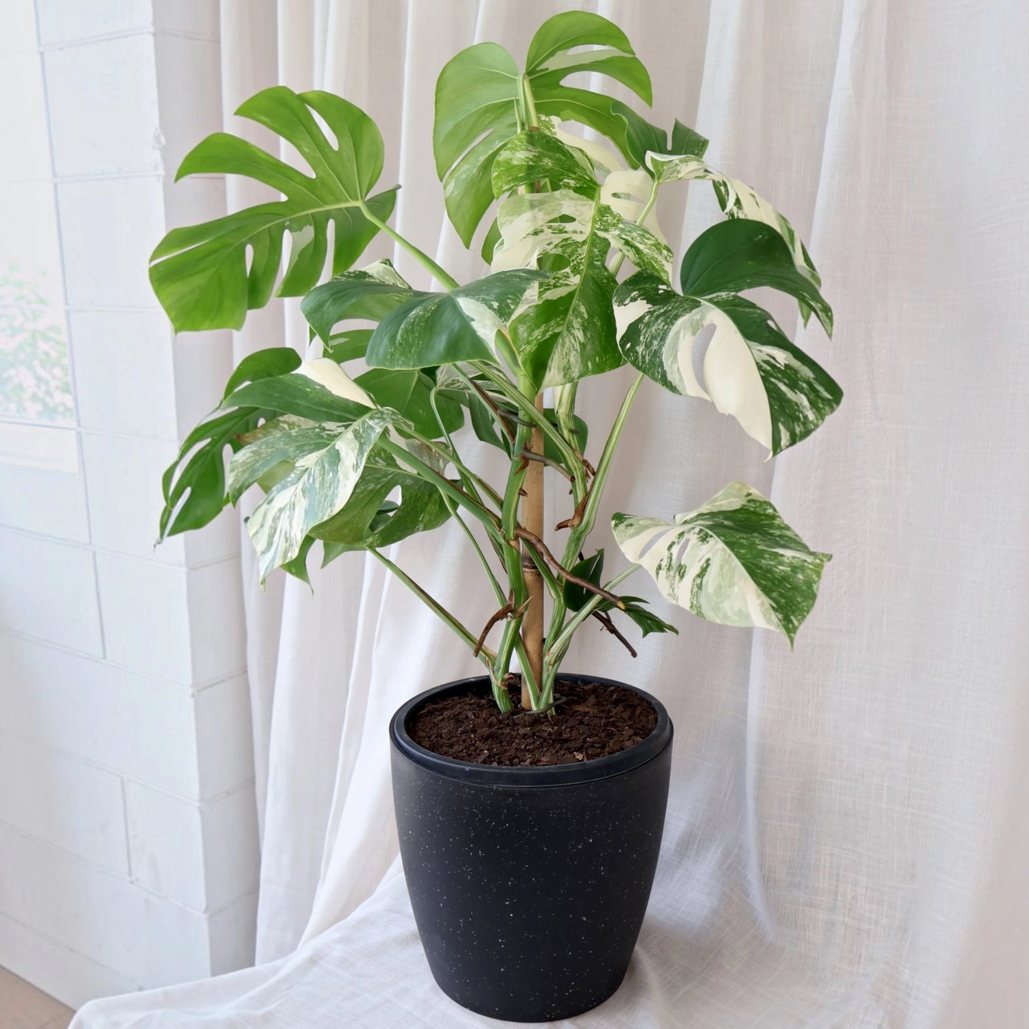 Monstera borsigiana Albo - Variegated Monstera 250mm
