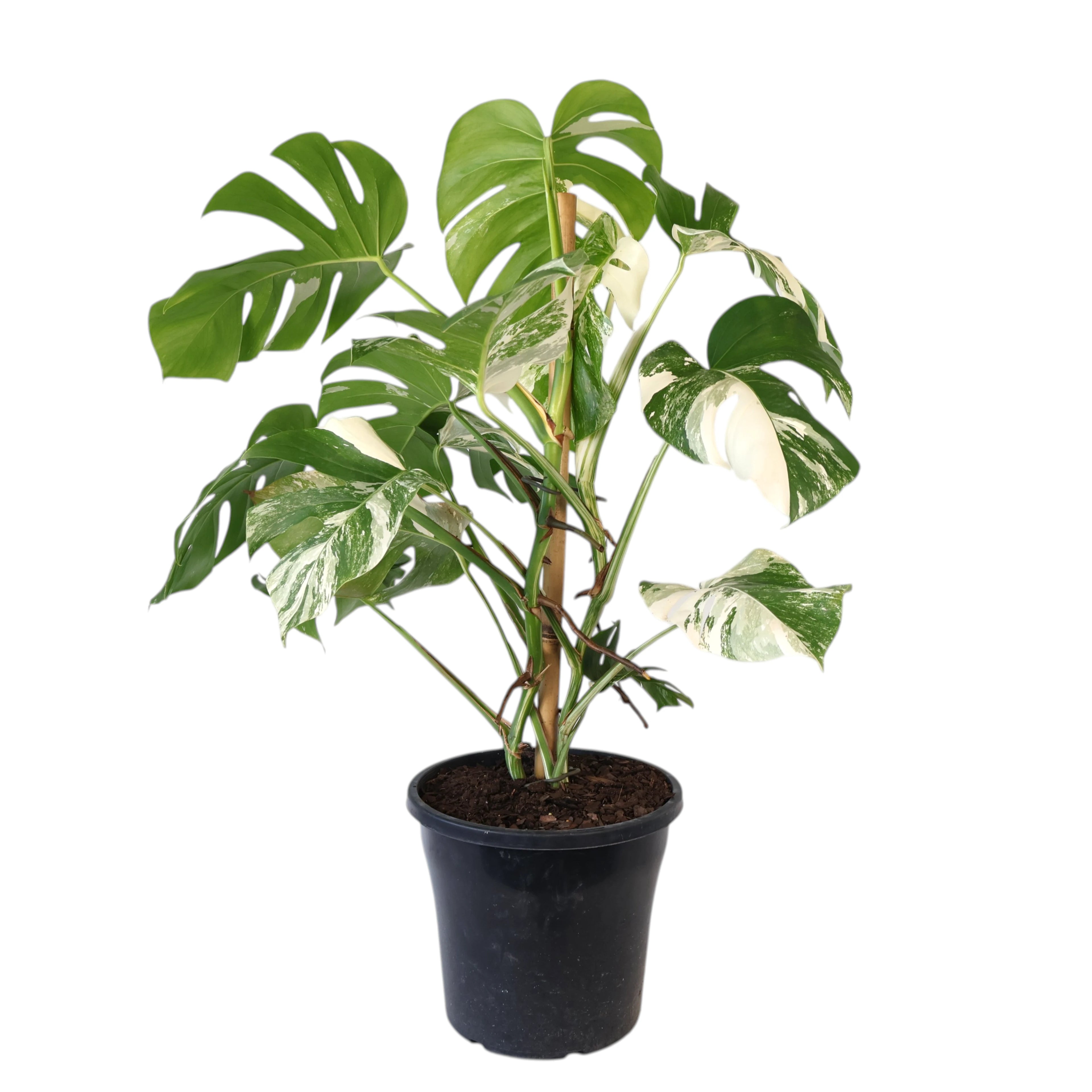 Monstera borsigiana Albo - Variegated Monstera 250mm