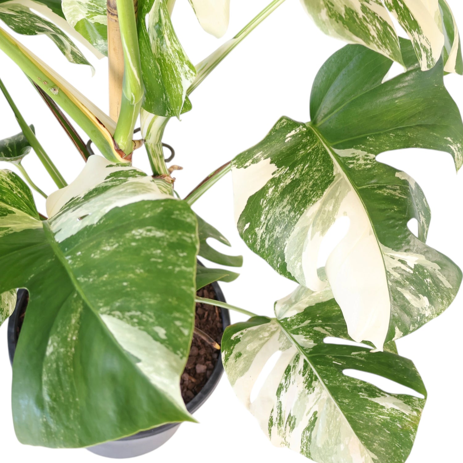 Monstera borsigiana Albo - Variegated Monstera 250mm
