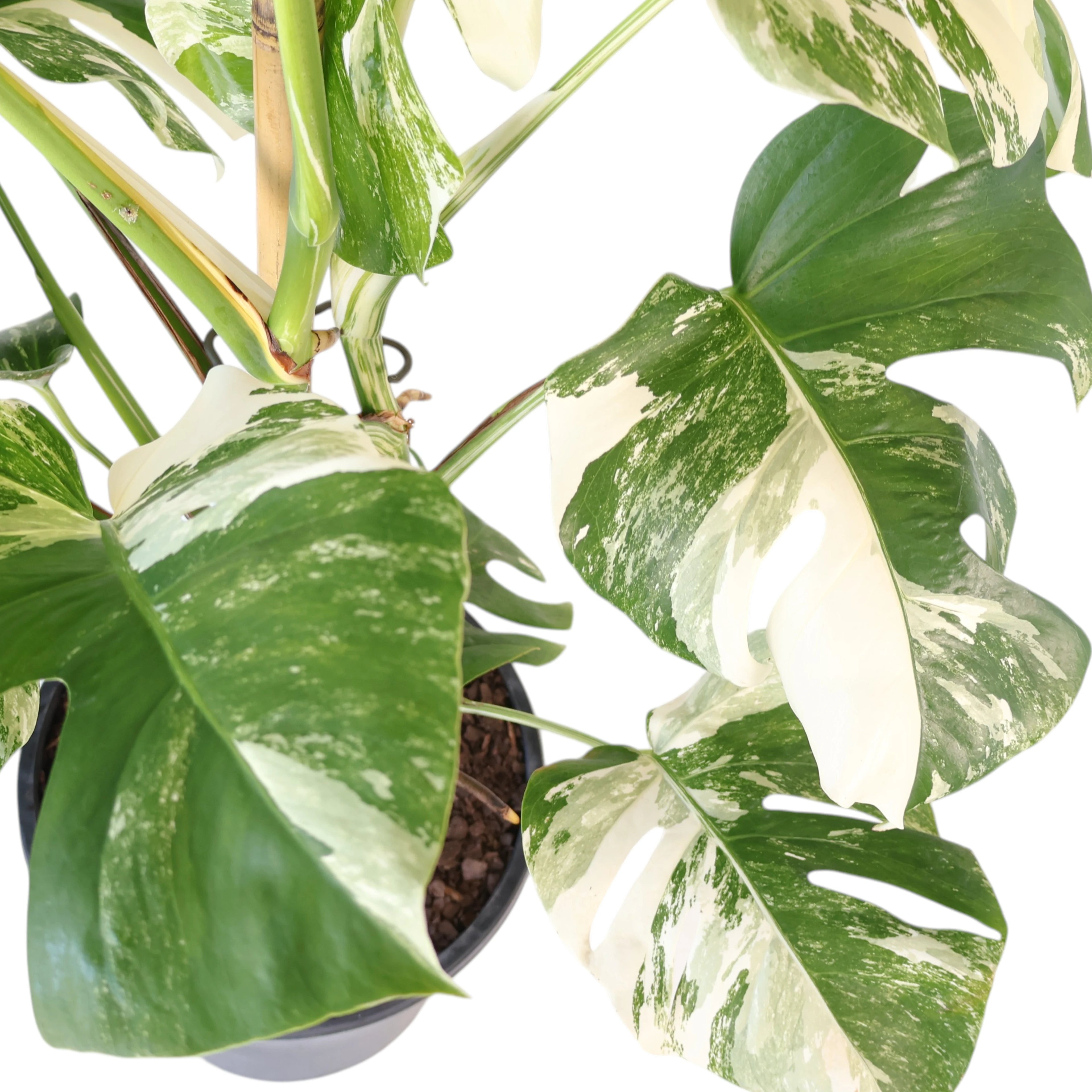Monstera borsigiana Albo - Variegated Monstera 250mm