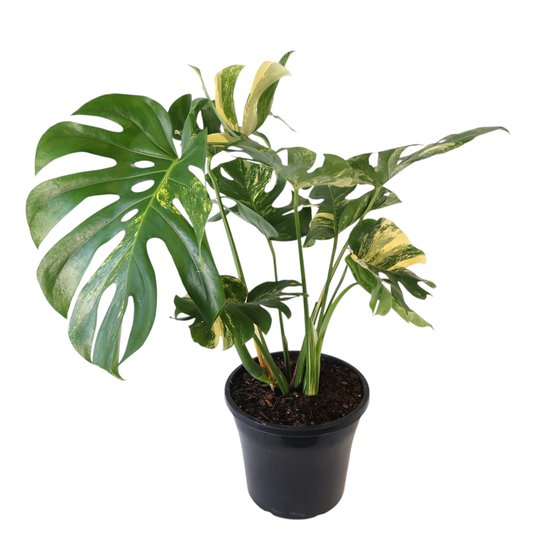 Monstera Deliciosa Variegata 250mm