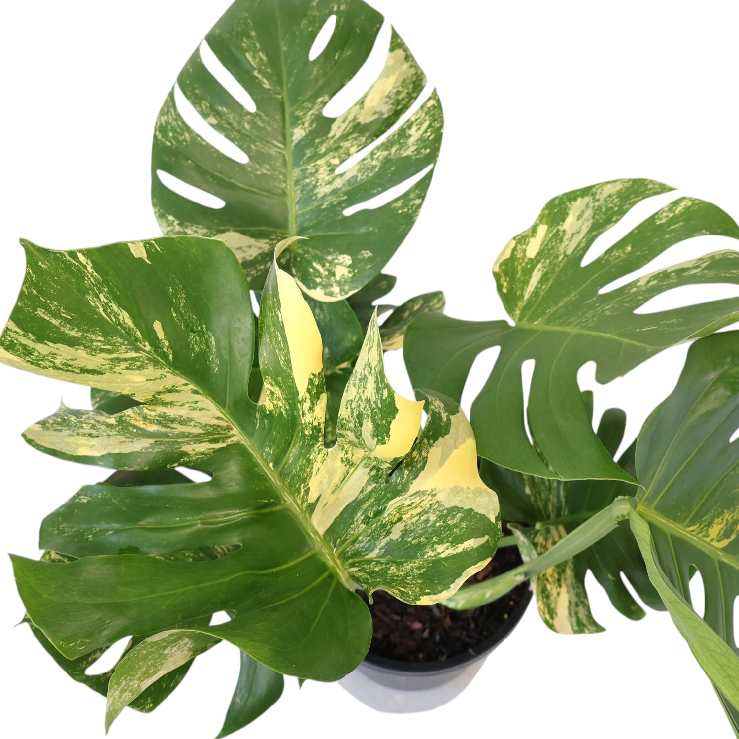 Monstera Deliciosa Variegata 250mm