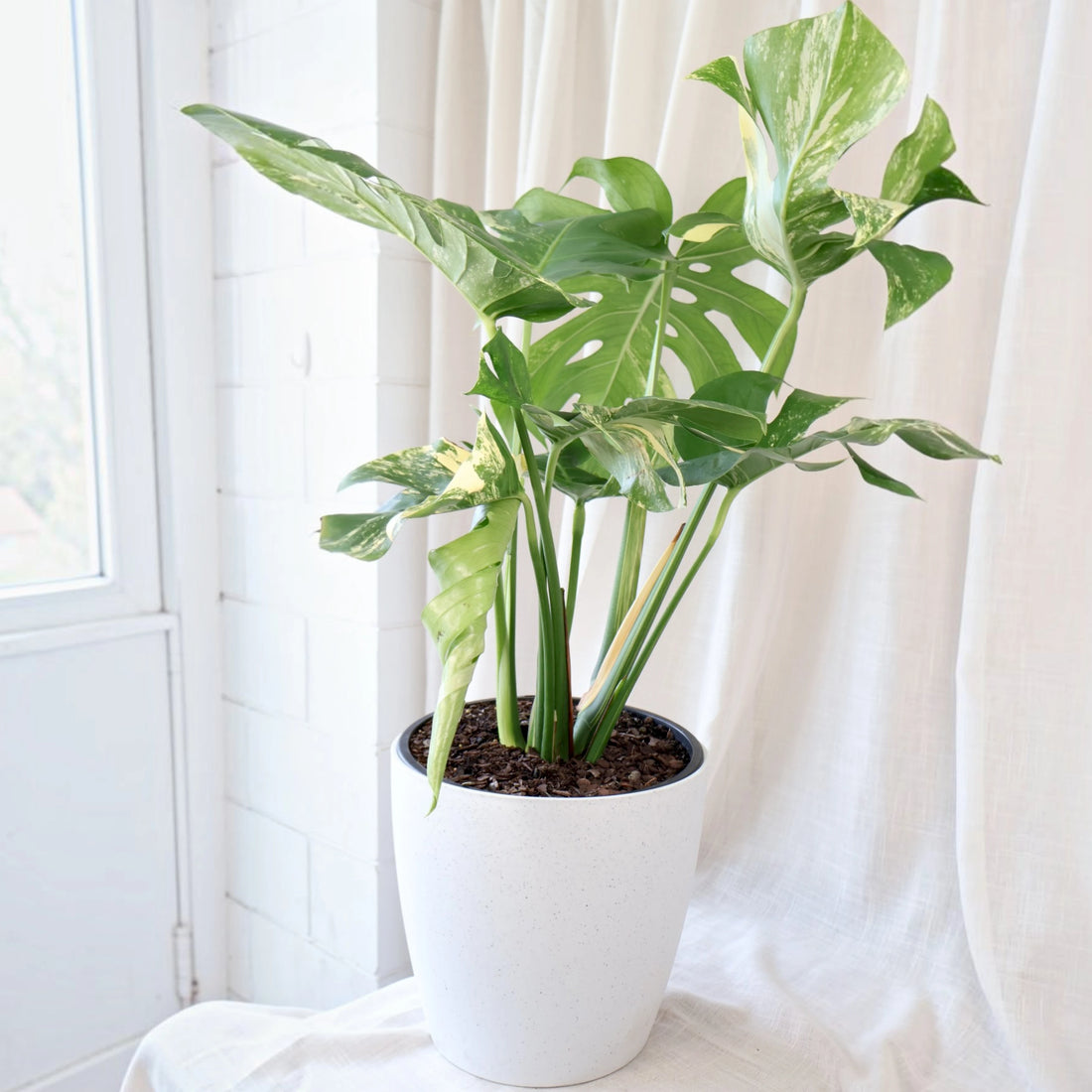 Monstera Deliciosa Variegata 250mm