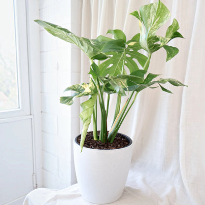 Monstera Deliciosa Variegata 250mm