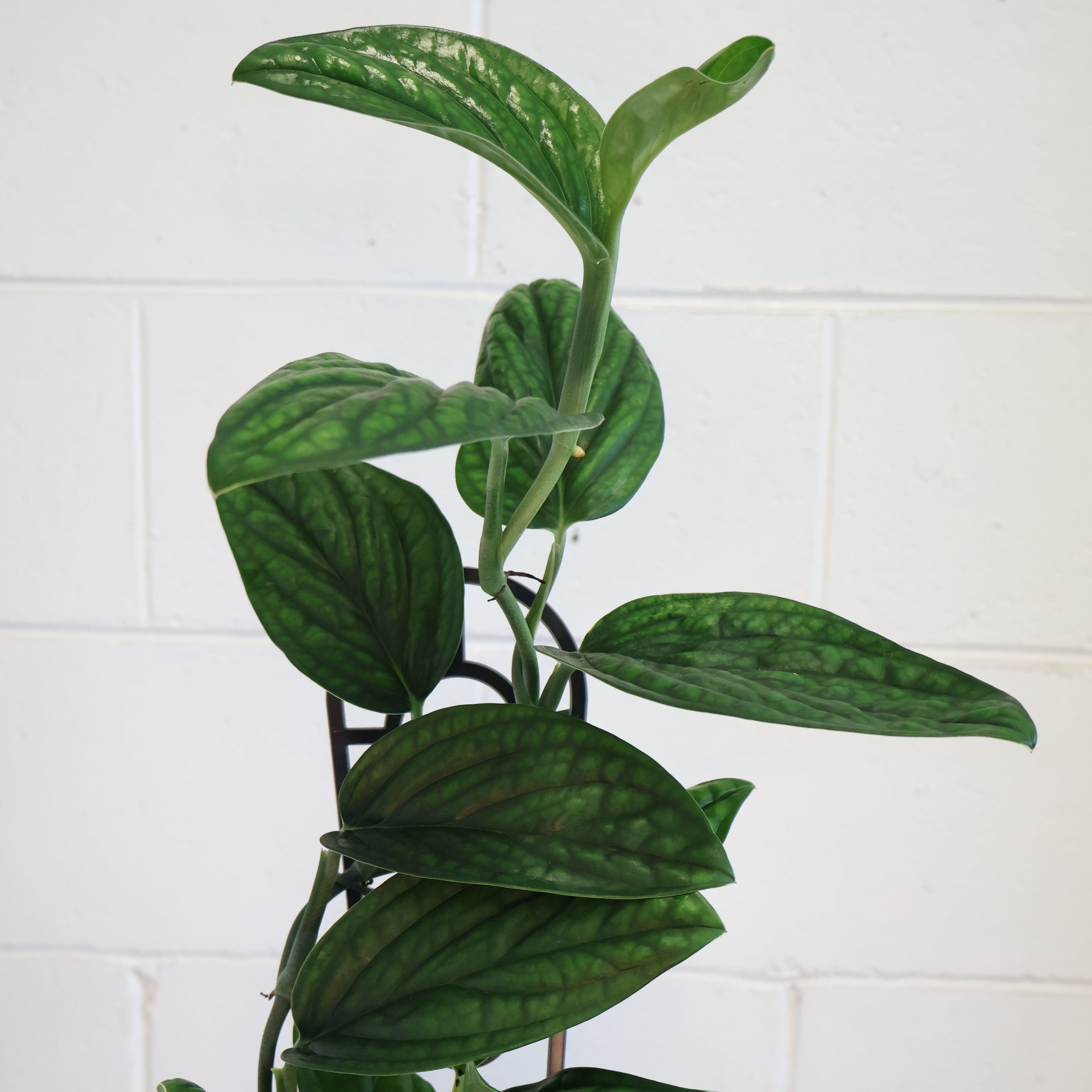 Monstera Karstenianum Peru 125mm