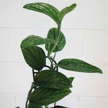 Monstera Karstenianum Peru 125mm