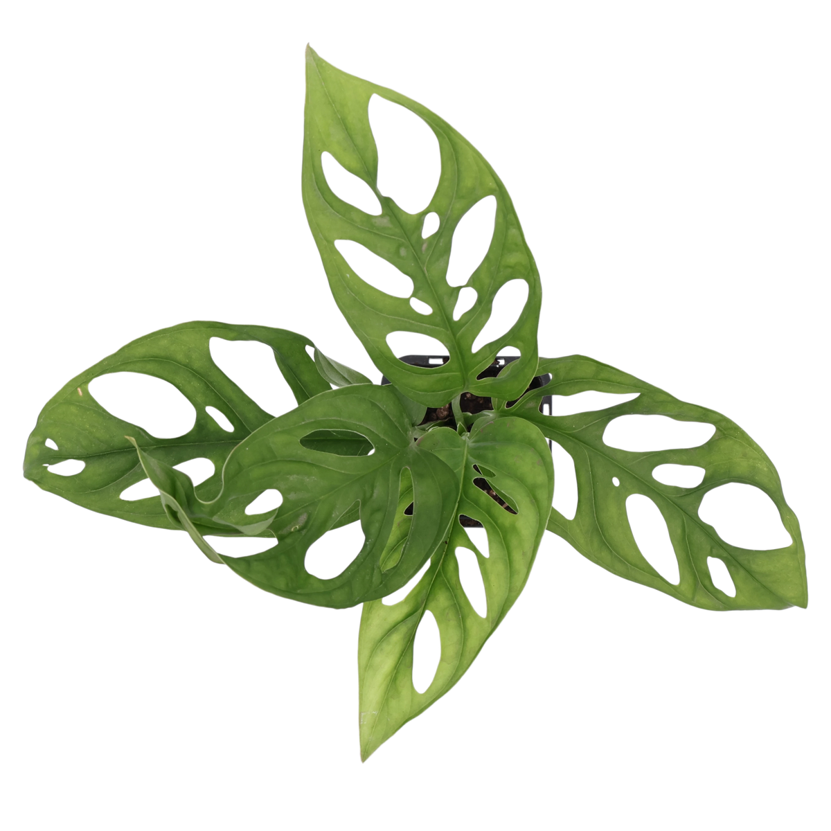 Monstera Monkey Mask 70mm