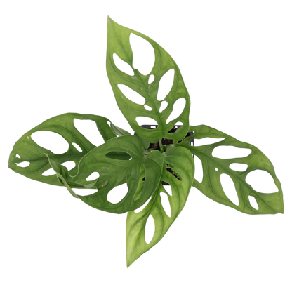 Monstera Monkey Mask 70mm