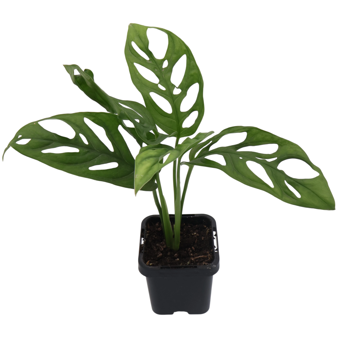 Monstera Monkey Mask 70mm