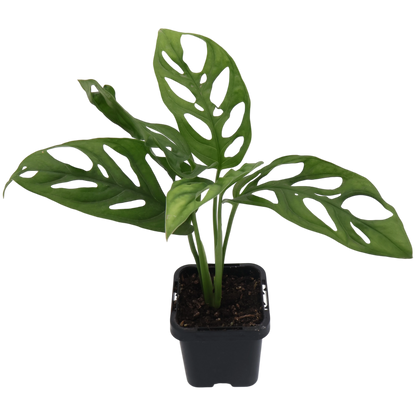 Monstera Monkey Mask 70mm