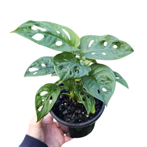 Monstera Obliqua Var Expilata 130mm