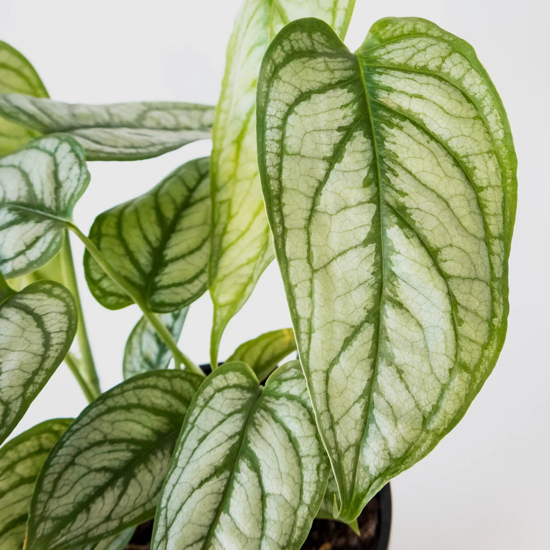 Monstera siltepecana El Salvador 125mm