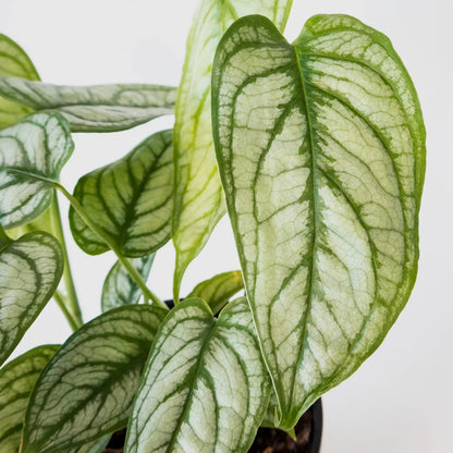 Monstera siltepecana El Salvador 125mm