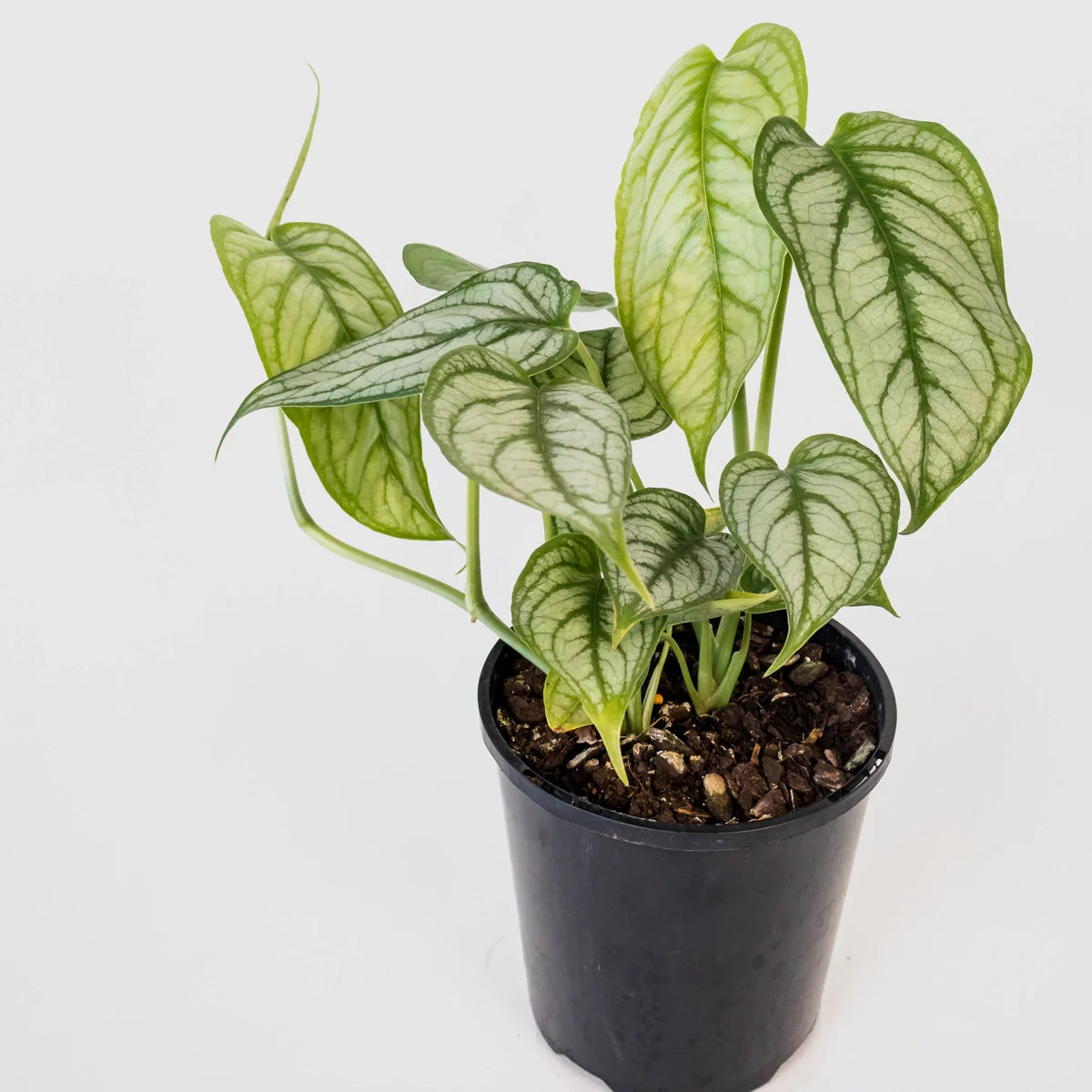Monstera siltepecana El Salvador 125mm