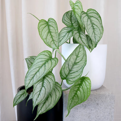 Monstera Siltepecana El Salvador 125mm