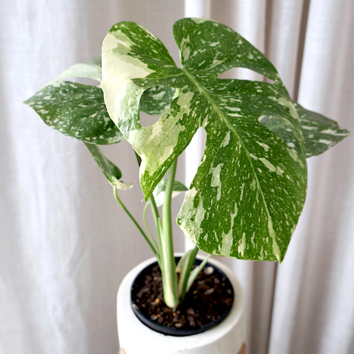 Monstera Thai Constellation 125mm