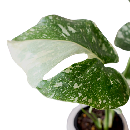 Monstera Thai Constellation 125mm