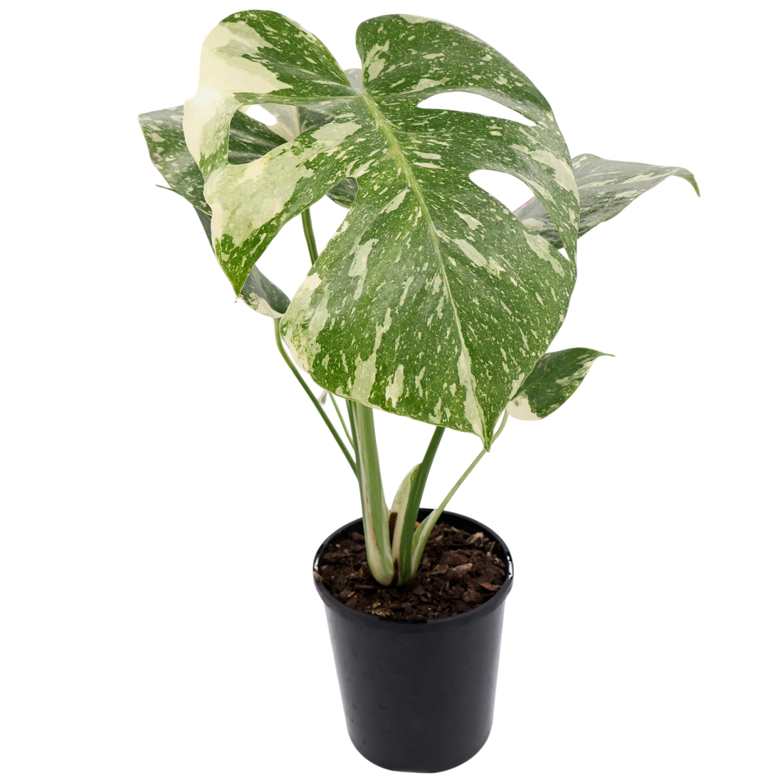 Monstera Thai Constellation 125mm