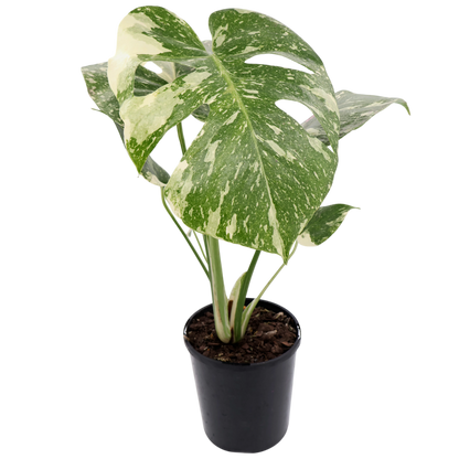 Monstera Thai Constellation 125mm