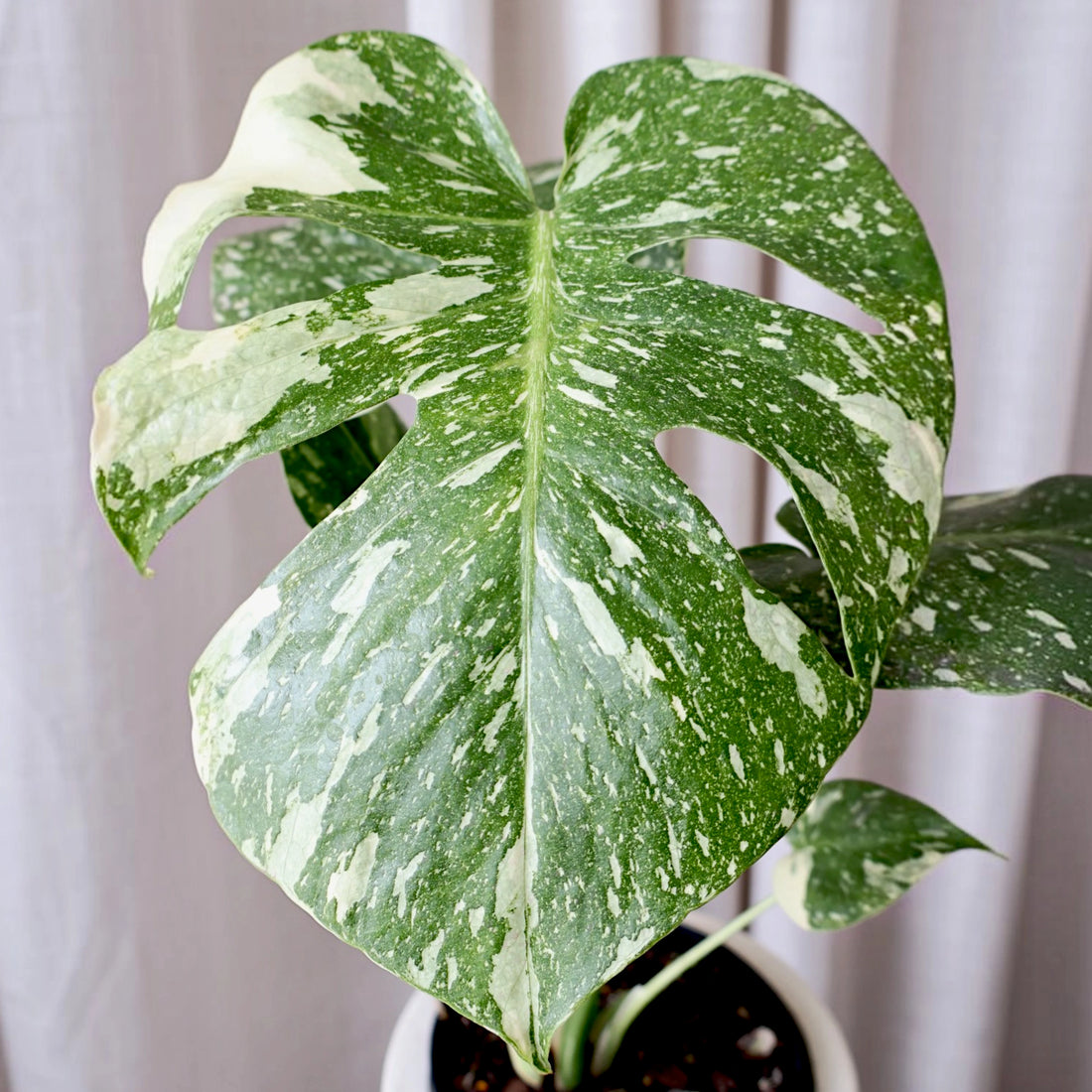 Monstera Thai Constellation 125mm