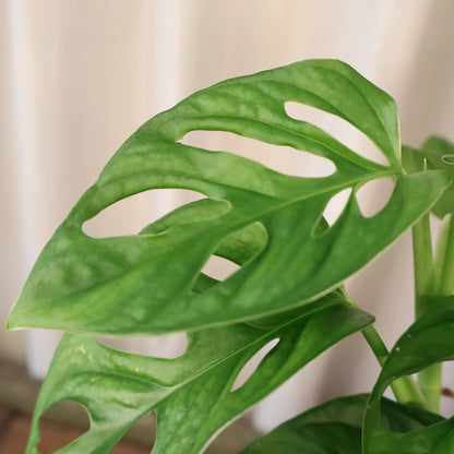 Monstera Adansonii - Monkey Mask 120mm