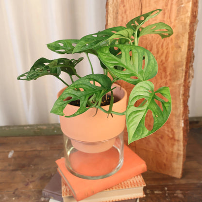 Monstera Adansonii - Monkey Mask 120mm