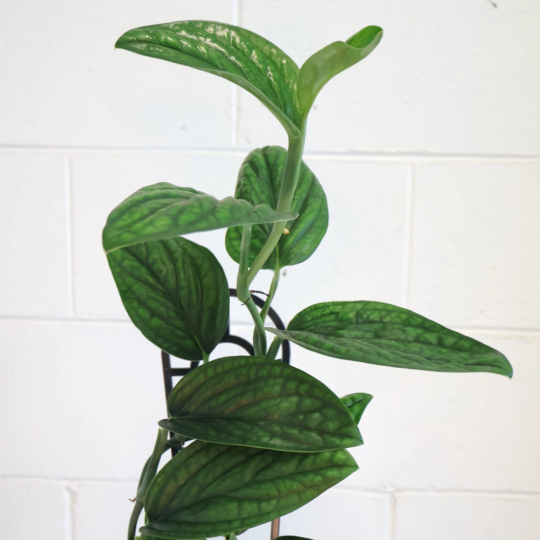 Monstera Karstenianum Peru 70mm