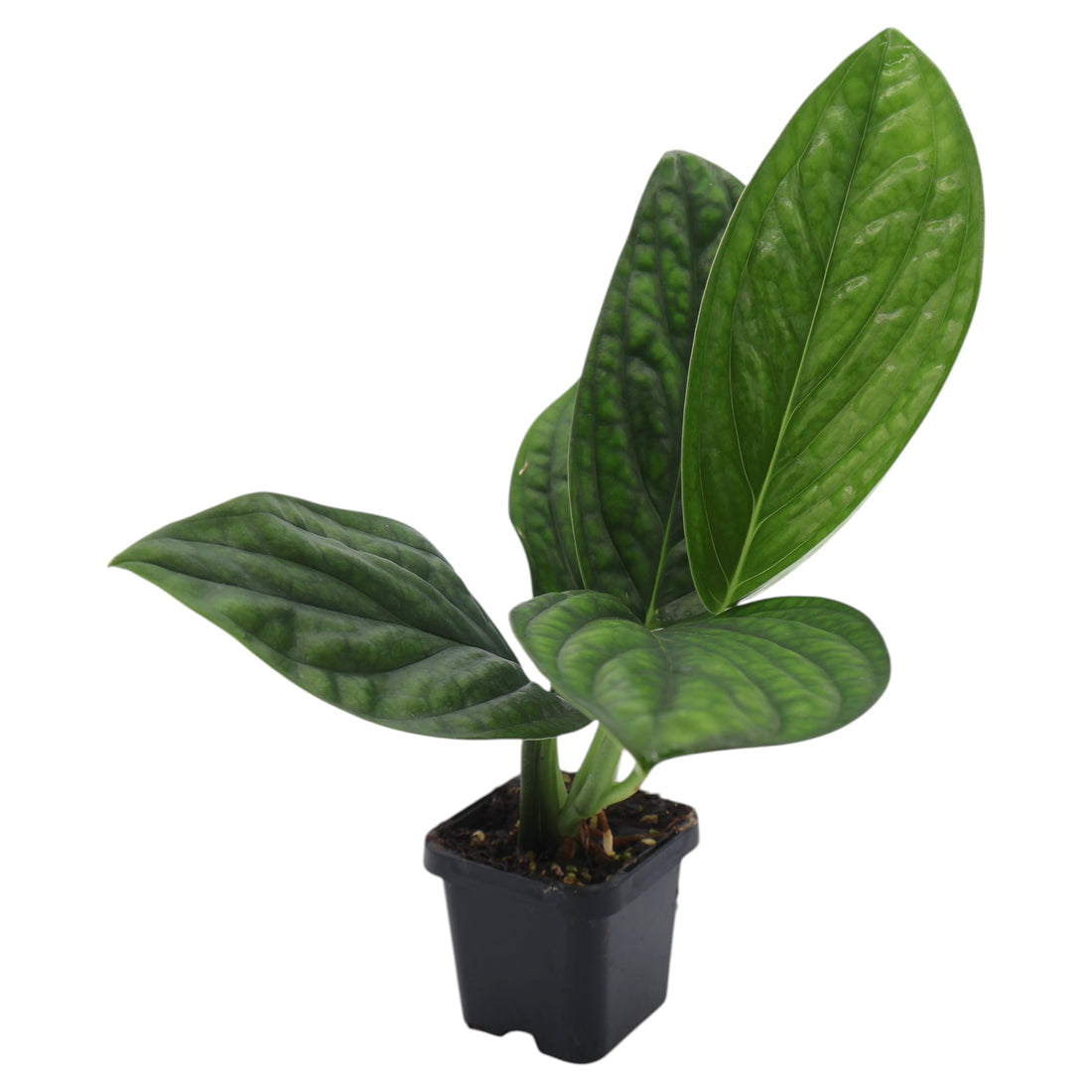 Monstera Karstenianum Peru 70mm