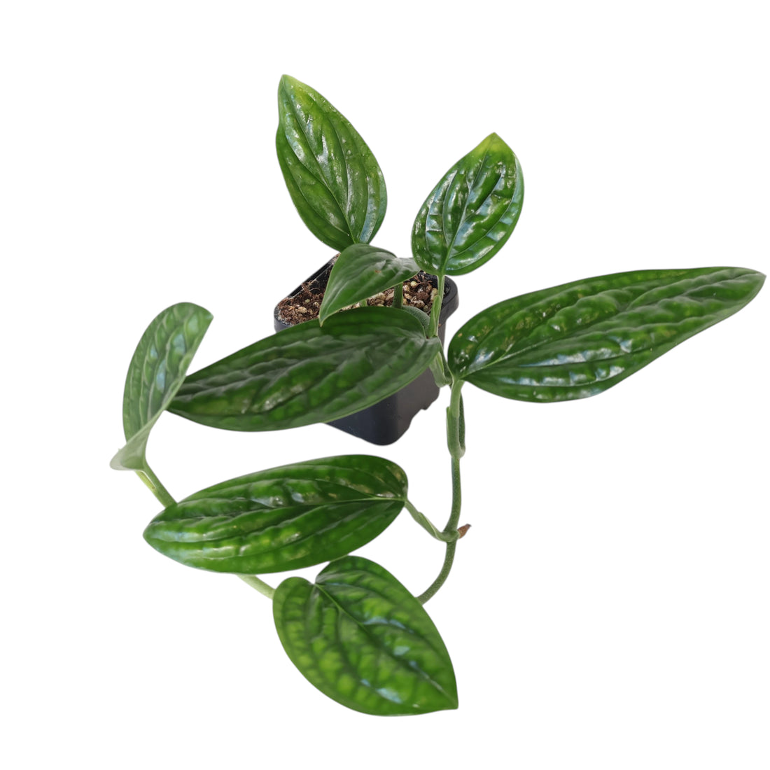 Monstera Karstenianum Peru 70mm