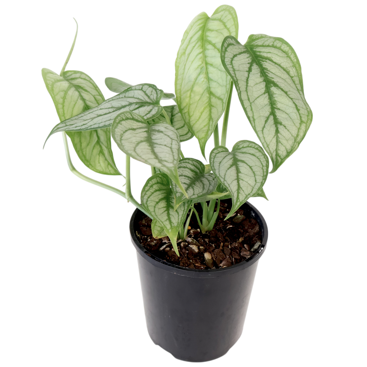 Monstera Siltepecana El Salvador 125mm