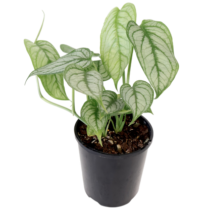 Monstera Siltepecana El Salvador 125mm