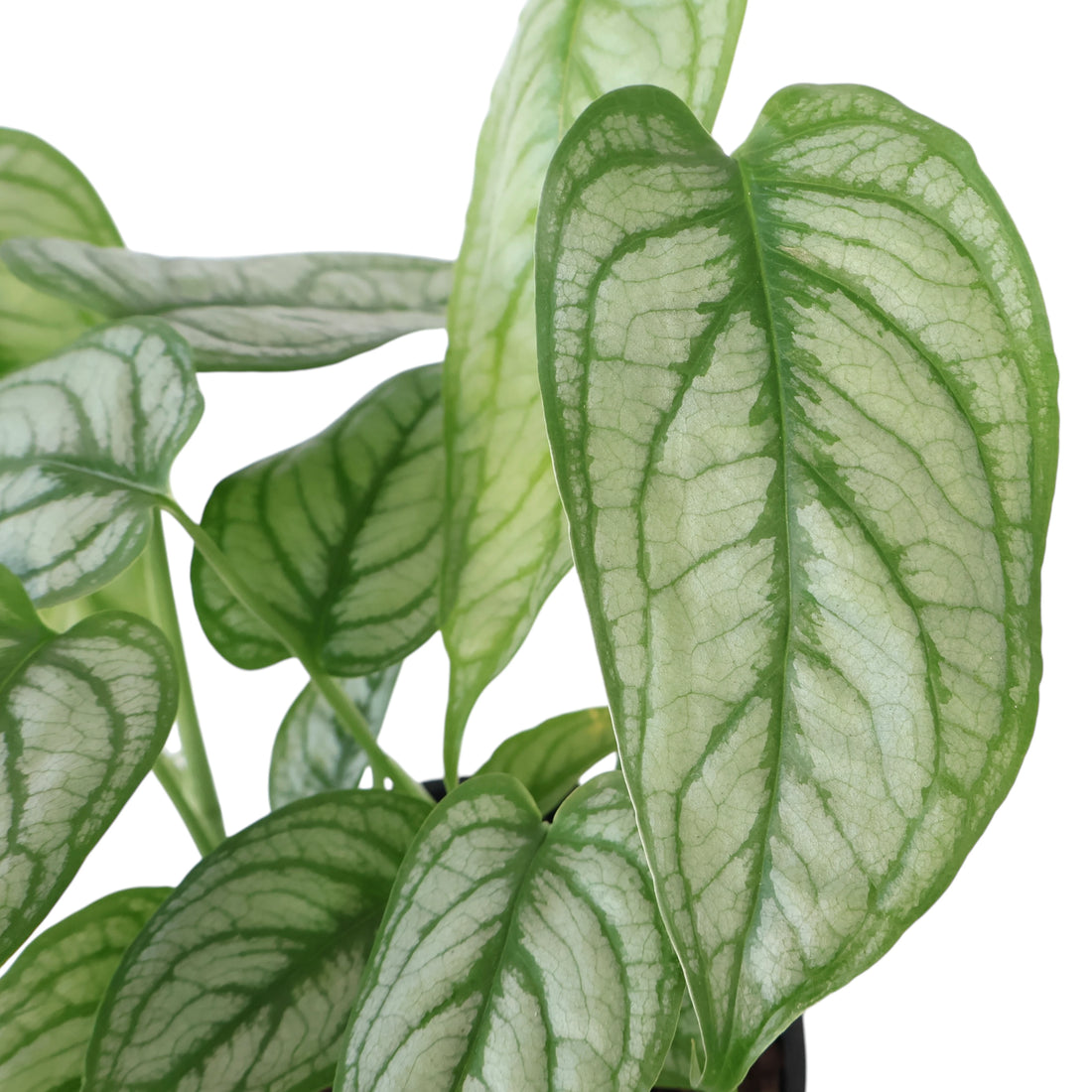 Monstera Siltepecana El Salvador 125mm