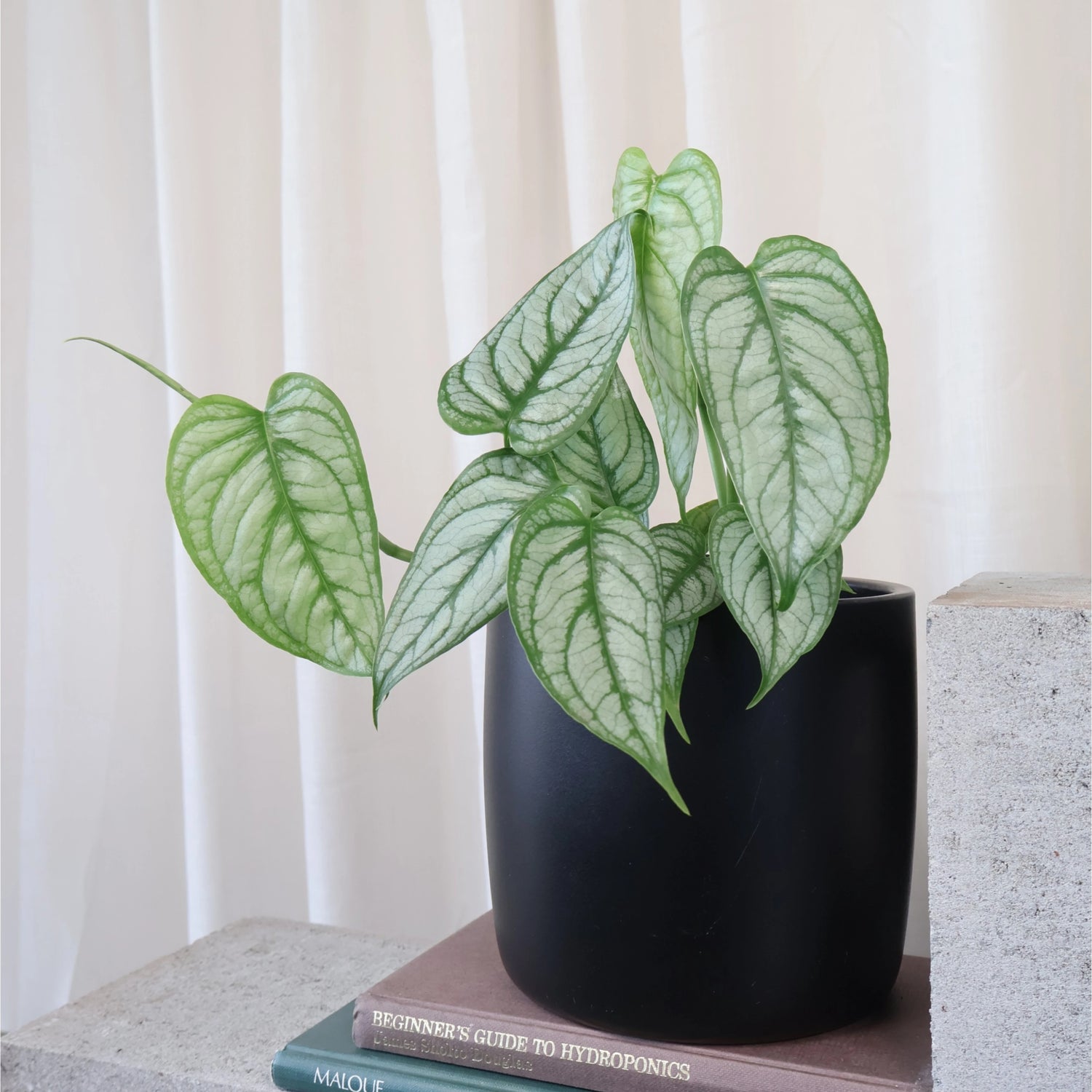 Monstera Siltepecana Silver Monstera 70mm