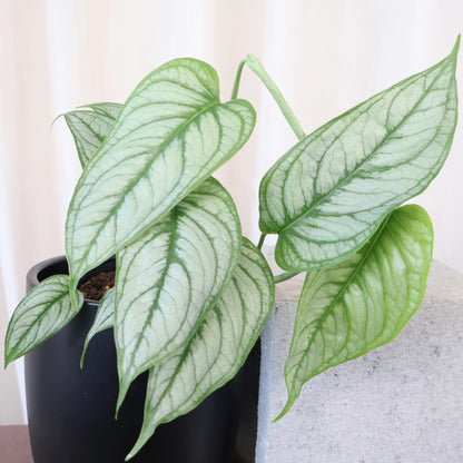 Monstera siltepecana- Silver Monstera 130mm