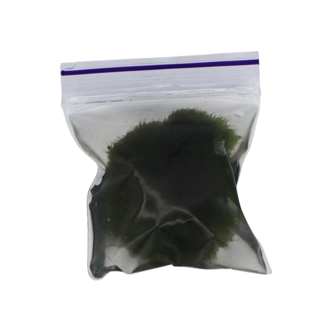 Marimo Moss Balls